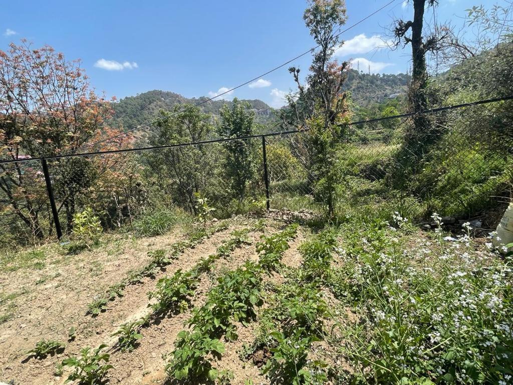 Idyllic Private Cottage W/King Bed + Mountain View Kasauli Exterior foto